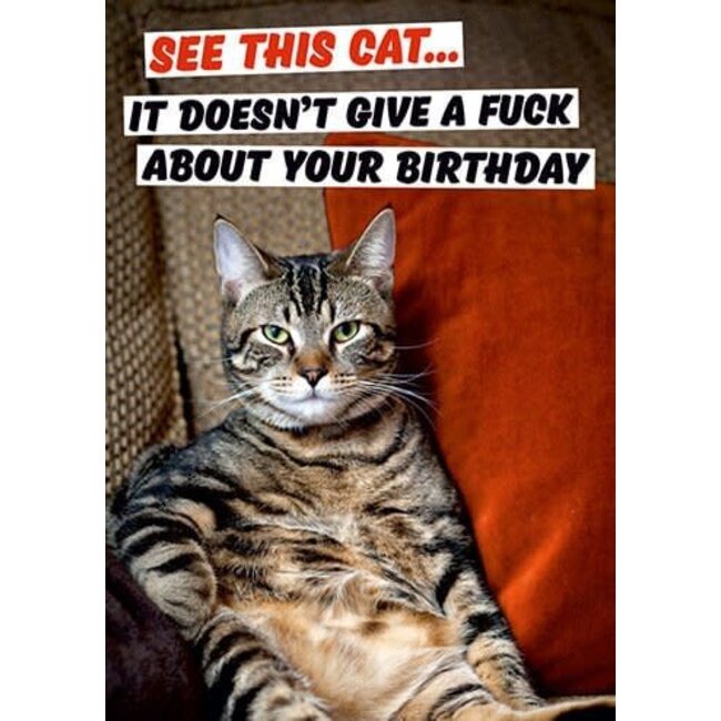 See this cat... it doesn't give a fuck about your birthday