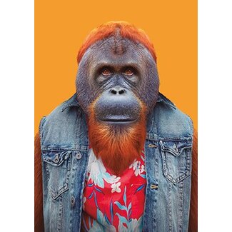 Bornean Orangutan
