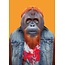 Bornean Orangutan