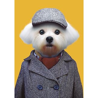 Maltese dog