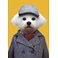 Maltese dog