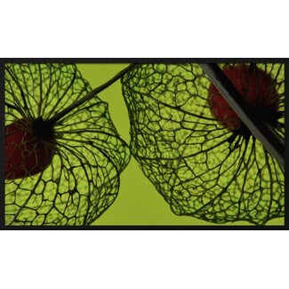 botanical stories 008 - Forex met lijst