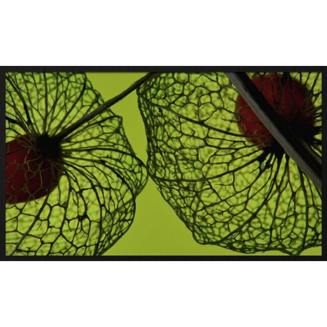 Wandkraft botanical stories 008 - Forex met lijst