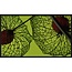 Wandkraft botanical stories 008 - Forex met lijst