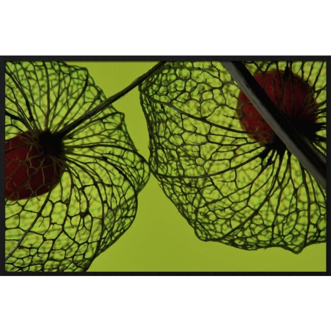 Wandkraft botanical stories 008 - Forex met lijst