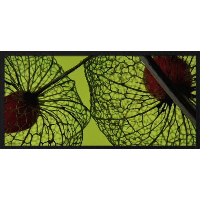 Wandkraft botanical stories 008 - Forex met lijst