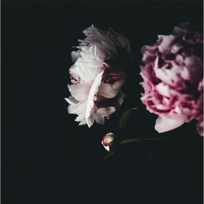 Wandkraft botanical stories 009 - Dibond