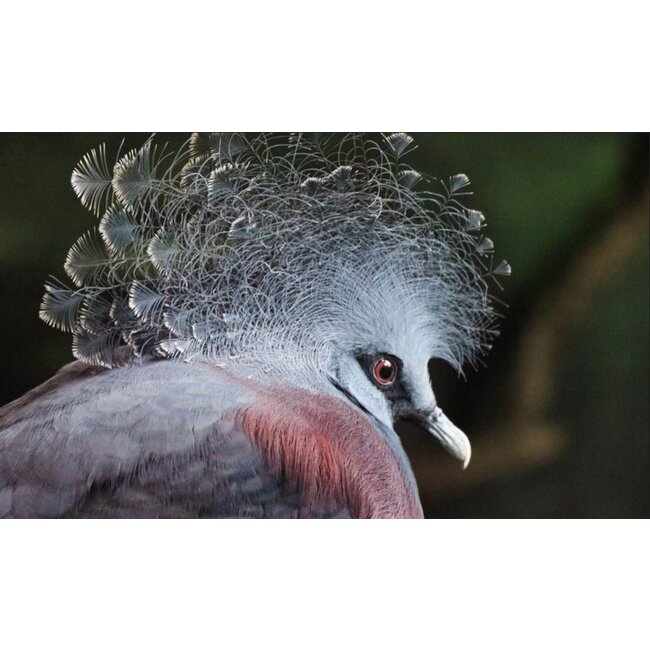 Wandkraft bright wings 004 - Dibond