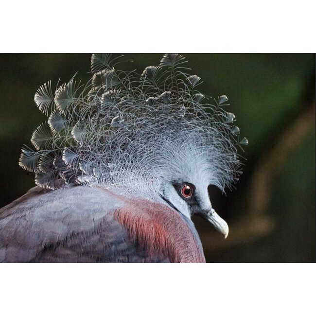 Wandkraft bright wings 004 - Dibond