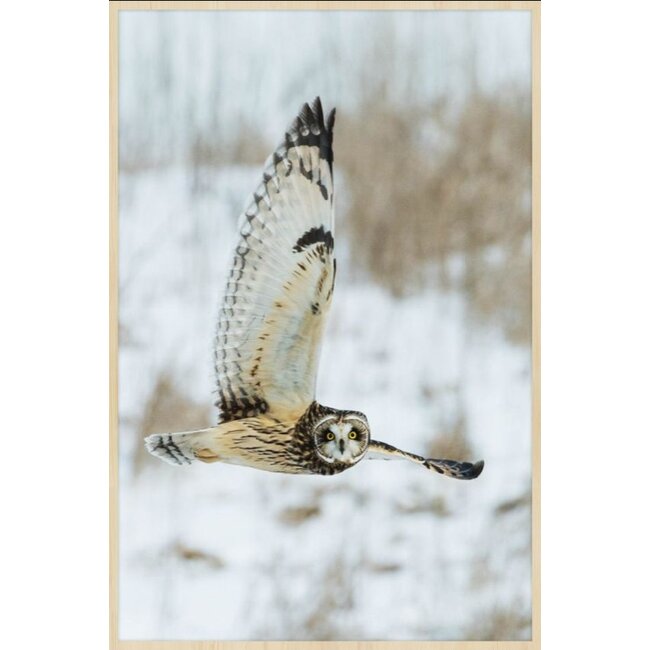 Wandkraft bright wings 007 - Forex met lijst