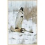 Wandkraft bright wings 007 - Forex met lijst