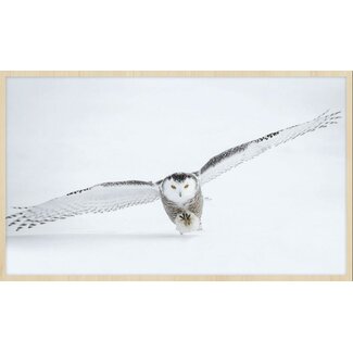 bright wings 008 - Forex met lijst