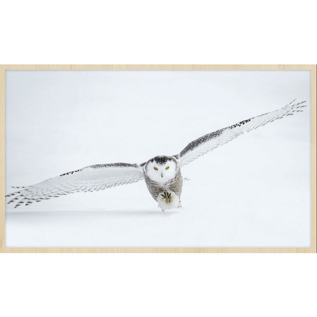 Wandkraft bright wings 008 - Forex met lijst