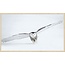 Wandkraft bright wings 008 - Forex met lijst