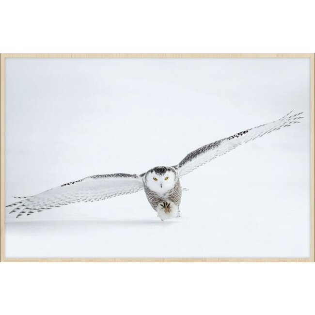 Wandkraft bright wings 008 - Forex met lijst