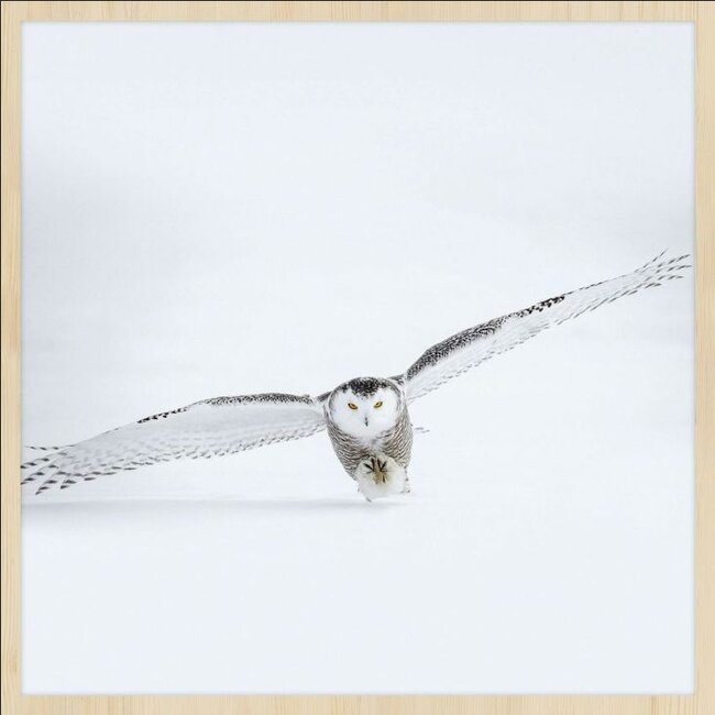 Wandkraft bright wings 008 - Forex met lijst