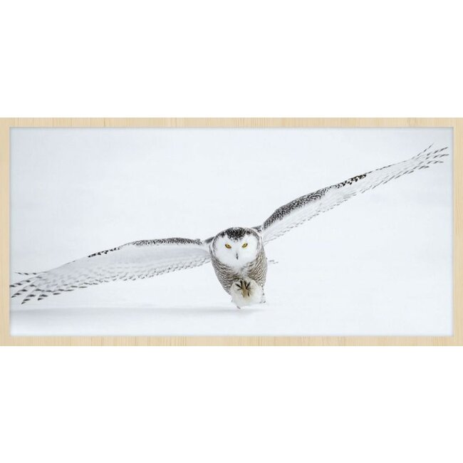 Wandkraft bright wings 008 - Forex met lijst