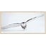 Wandkraft bright wings 008 - Forex met lijst