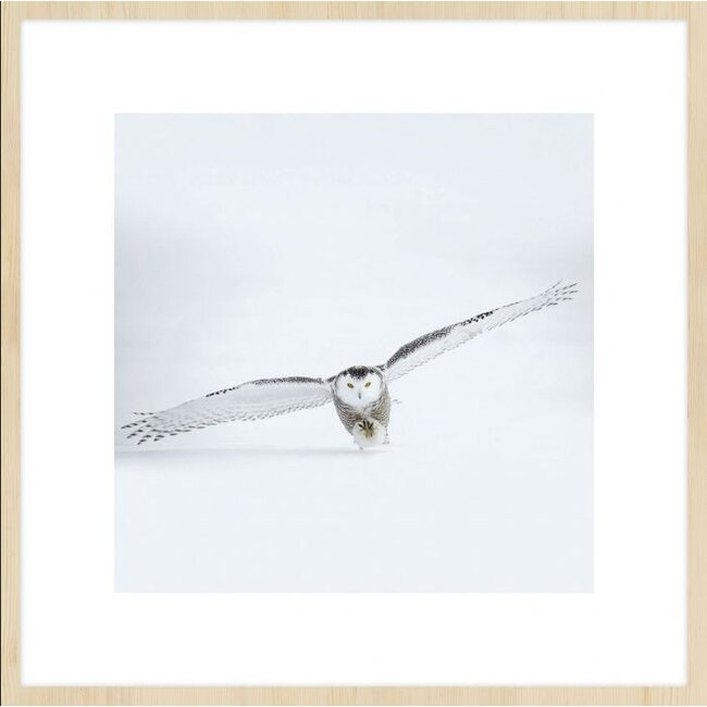 Wandkraft bright wings 008 - Forex met lijst