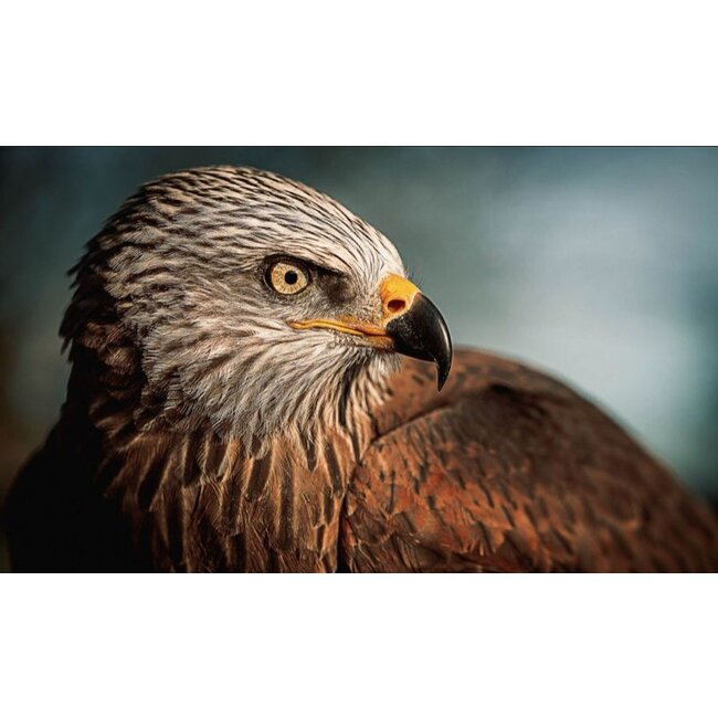 Wandkraft bright wings 017 - Glas