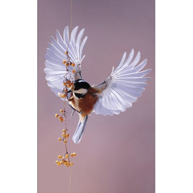 Wandkraft bright wings 020 - Dibond