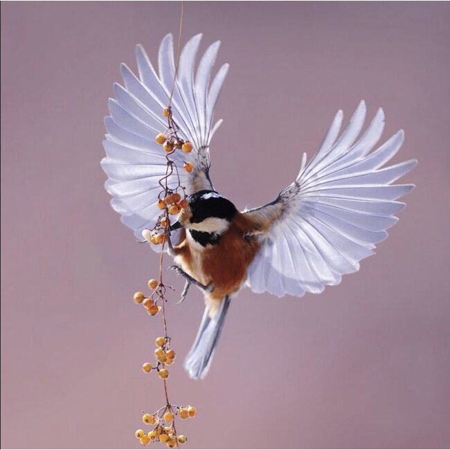 Wandkraft bright wings 020 - Dibond