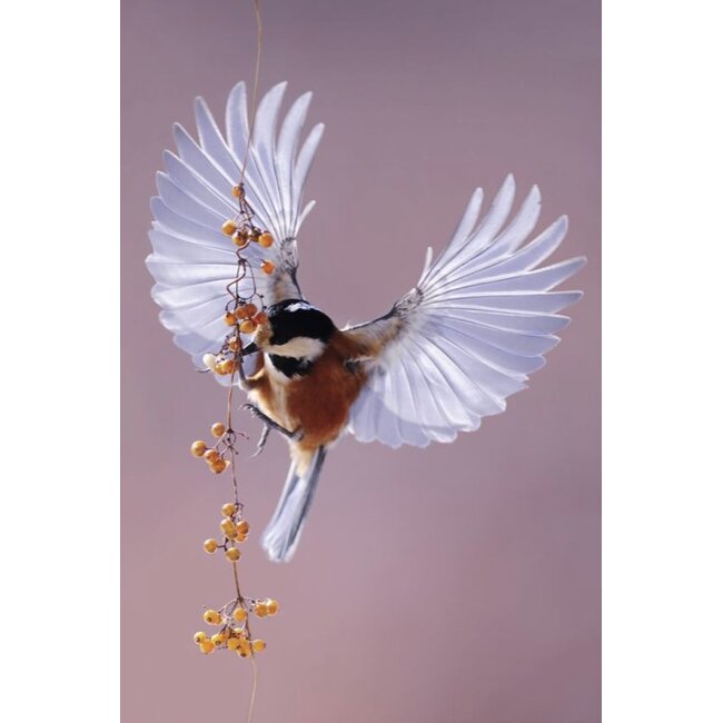 Wandkraft bright wings 020 - Dibond