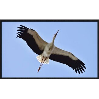 bright wings 021 - Forex met lijst
