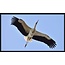 Wandkraft bright wings 021 - Forex met lijst