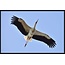 Wandkraft bright wings 021 - Forex met lijst