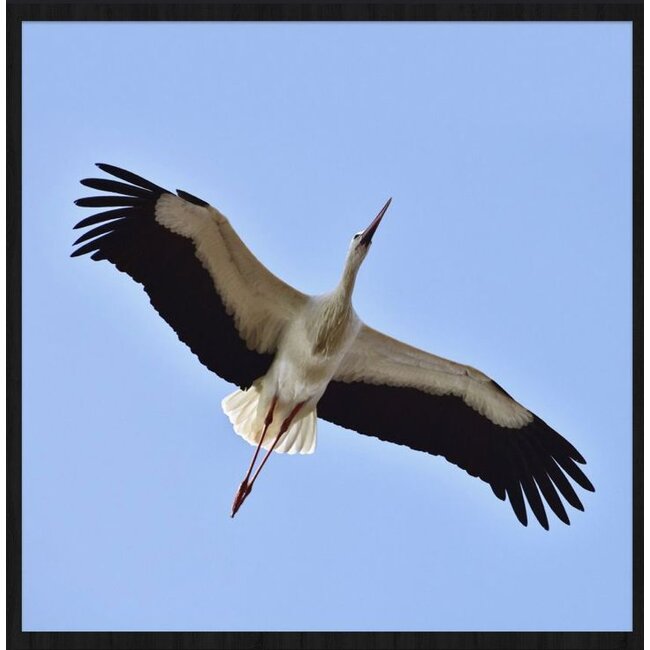Wandkraft bright wings 021 - Forex met lijst