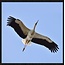 Wandkraft bright wings 021 - Forex met lijst