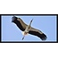 Wandkraft bright wings 021 - Forex met lijst
