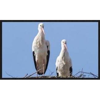 bright wings 022 - Forex met lijst