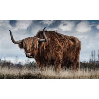 European Wildlife 001 - Dibond