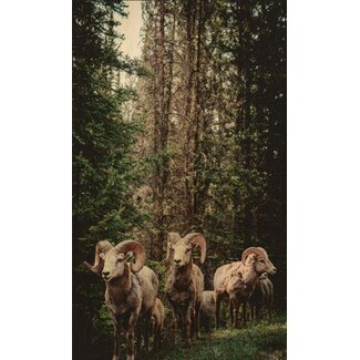 European wildlife 003 - Hout