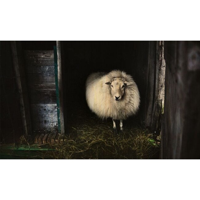 Wandkraft European wildlife 004 - Hout