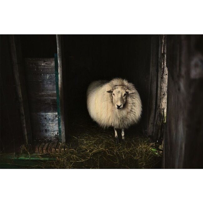 Wandkraft European wildlife 004 - Hout