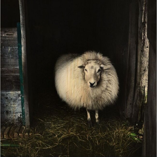 Wandkraft European wildlife 004 - Hout