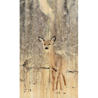 European wildlife 007 - Hout