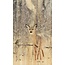 Wandkraft European wildlife 007 - Hout