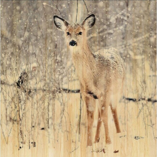 Wandkraft European wildlife 007 - Hout