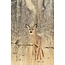 Wandkraft European wildlife 007 - Hout