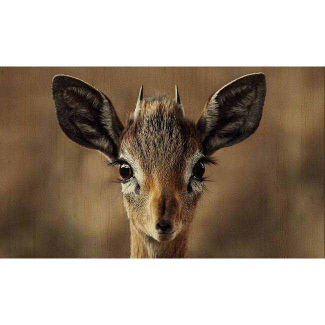 Wandkraft European wildlife 010 - Hout