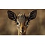 Wandkraft European wildlife 010 - Hout