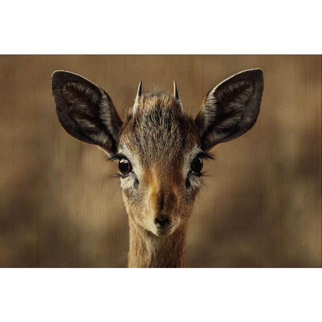 Wandkraft European wildlife 010 - Hout