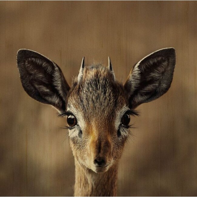 Wandkraft European wildlife 010 - Hout
