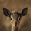 Wandkraft European wildlife 010 - Hout