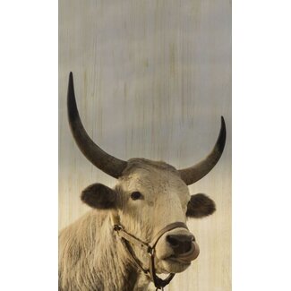 European wildlife 011 - Hout