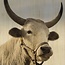 Wandkraft European wildlife 011 - Hout